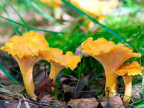 Chantarelle