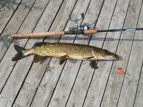 Excellente pêche au brochet