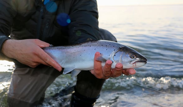 Sea Trout