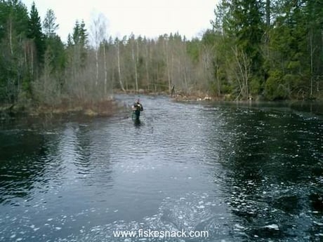 Ruisseau à proximité Snarjebacken où vous pourrez pêcher la truite arc-en-ciel d'avril à novembre