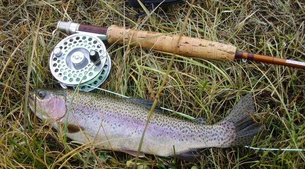 Rainbow trout