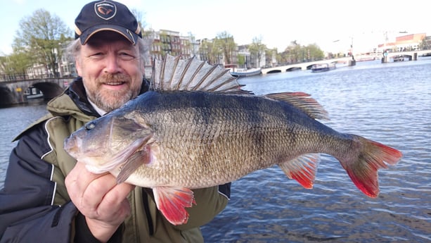 Grote baars gevangen op de Amstel.