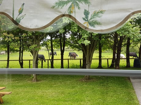 View from kitchen window