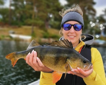 Guest with Perch september 2020