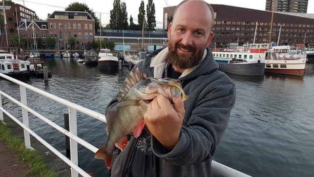 In den gesamten Amsterdamer Gewässern gibt es reichlich Barsche.