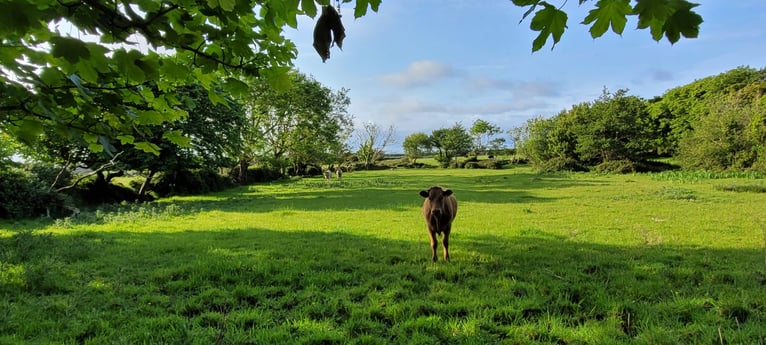 view from back garden