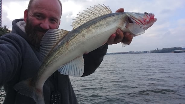 De IJ-rivier staat bekend om de grote hoeveelheid snoekbaars.