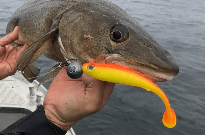 Cod loves orange soft plastic baits